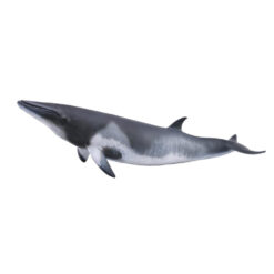 Collecta Dwergvinvis