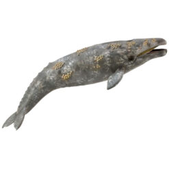Collecta 3388836 Grijze Walvis