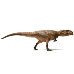 EOFauna gigantosaurus