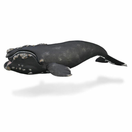 Collecta Noordkaper