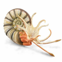 Collecta Pleuroceras Ammonite