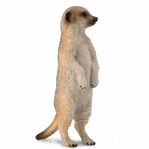 Collecta stokstaartje