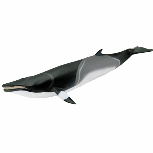 Safari Minke Whale