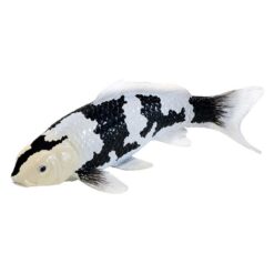 Mojo 381102 Shiro Utsuri Koi