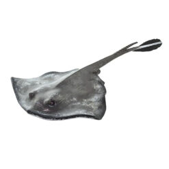 Safari Sting Ray