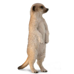 Collecta stokstaartje