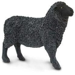 Safari Black Sheep