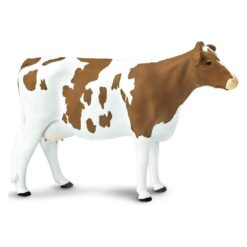 Safari Ayrshire koe